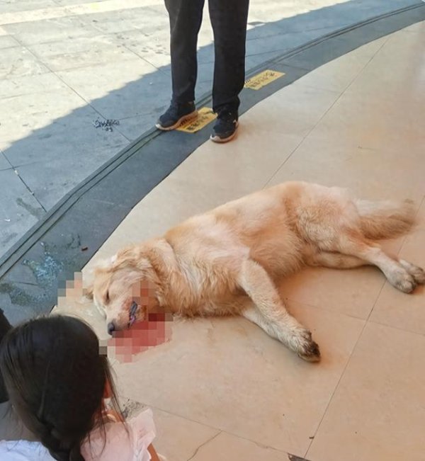 金御网 火锅店打死金毛后续: 饭店门口群众烧黄纸, 狗主人拿到关键证据